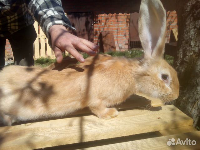 Кролики ризен голд от 2х месяцев купить на Зозу.ру - фотография № 6