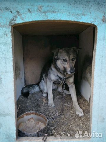 Собака-волчонок купить на Зозу.ру - фотография № 2