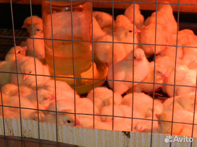 Индюки бройлер цыплята домашние купить на Зозу.ру - фотография № 5