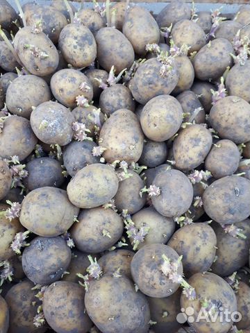 Семенной картофель на 2 урожай