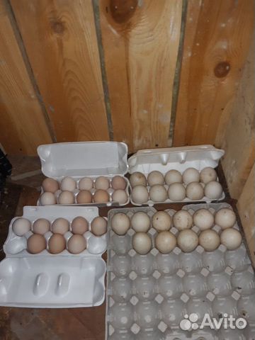 Инкубационное яйцо куриное, индоутиное, индоутки