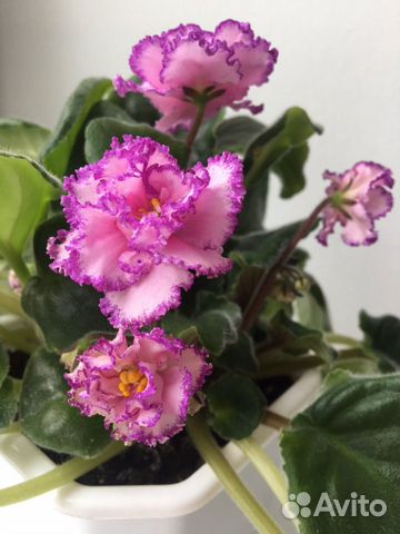 Фиалка Анжелика Фиалка Анжелика