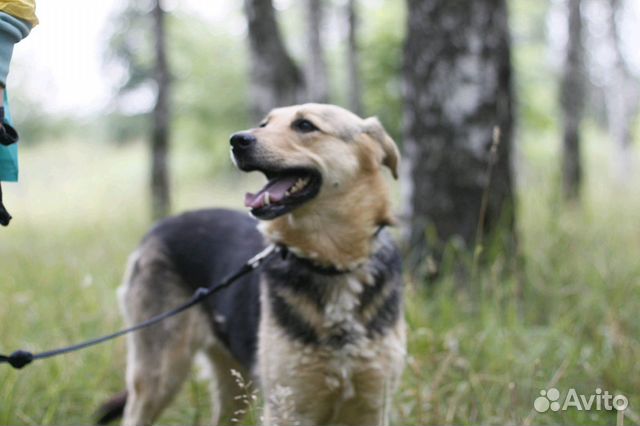 Улыбчивая собака Шелли в добрые руки купить на Зозу.ру - фотография № 7