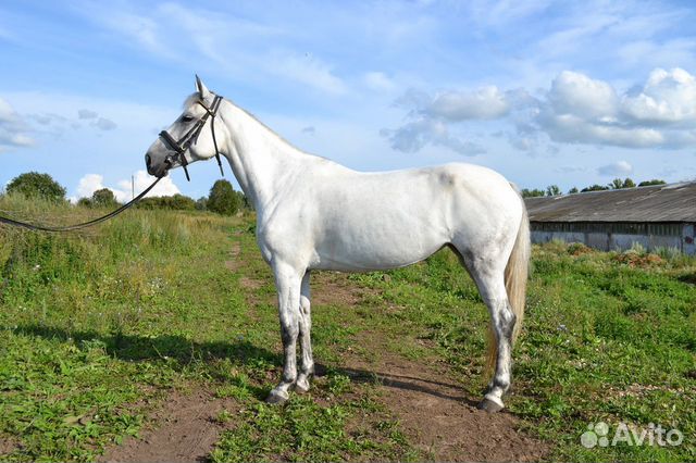 Картинки лошадей в полный рост