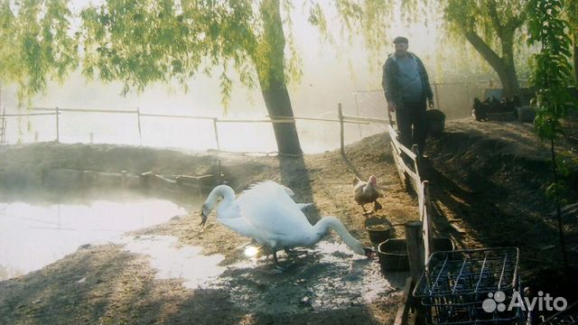 Лебедь, каюга карликовая изумрудная,кряква купить на Зозу.ру - фотография № 3