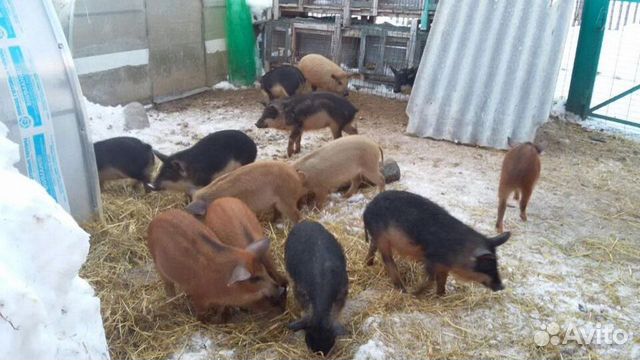 Поросята и свиньи породы Венгерская Мангалица купить на Зозу.ру - фотография № 1
