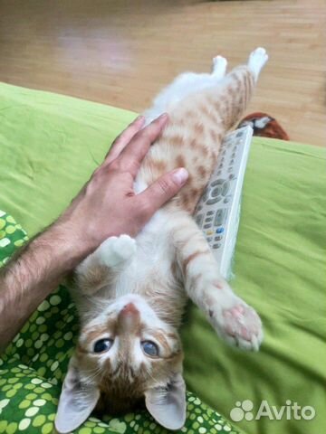 Котик подросток в добрые руки Котик подросток в добрые руки