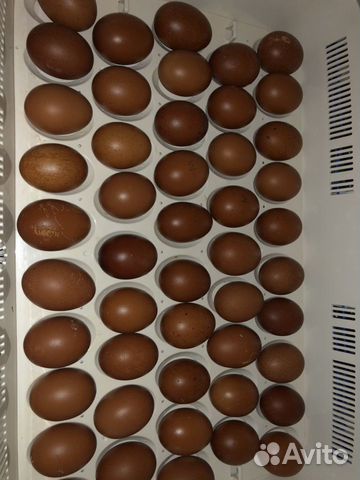Маран - куры с «шоколадным» яйцом купить на Зозу.ру - фотография № 6