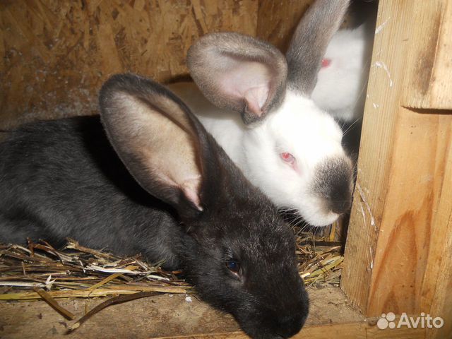 Кролики калифорнийской породы на племя купить на Зозу.ру - фотография № 4