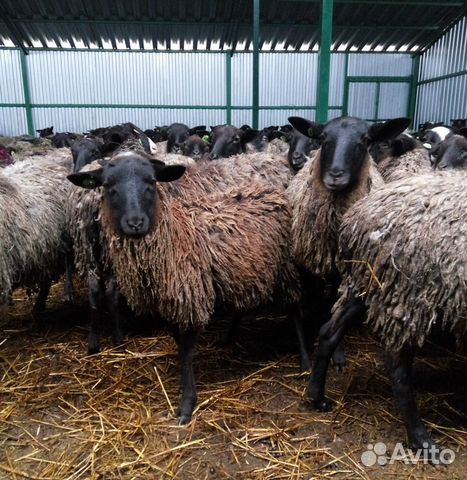 Овцы романовской породы племенные чистопородные купить на Зозу.ру - фотография № 2