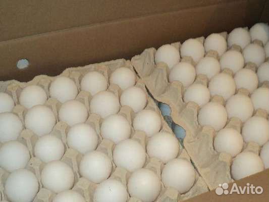 Инкубационное яйцо лучших несушек купить на Зозу.ру - фотография № 2