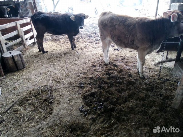 Коровы и телки купить на Зозу.ру - фотография № 4