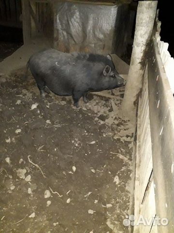 Вьетнамский вислобрюхий свинка,поросная купить на Зозу.ру - фотография № 4