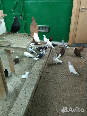 Николаевские голуби купить на Зозу.ру - фотография № 6