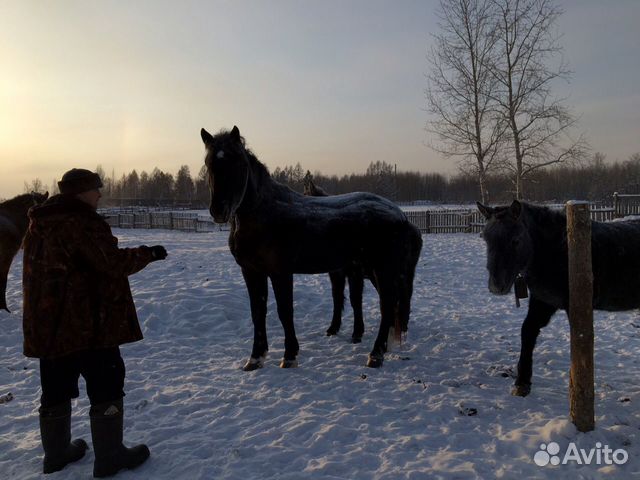 Продам коней купить на Зозу.ру - фотография № 4