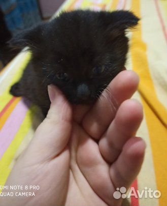 Вислоухий котенок (мальчик) купить на Зозу.ру - фотография № 3