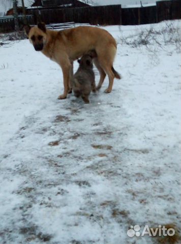 Молодая собака и щенок в добрые руки купить на Зозу.ру - фотография № 2