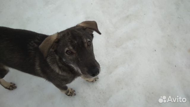 Собака найда купить на Зозу.ру - фотография № 2