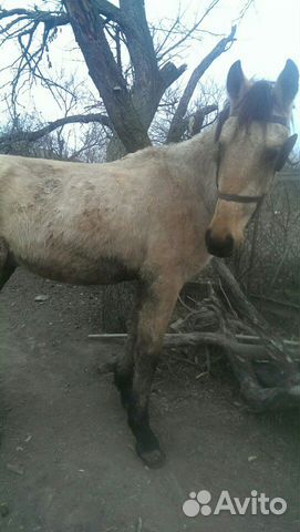 Лошадь (жеребец Булан) купить на Зозу.ру - фотография № 1