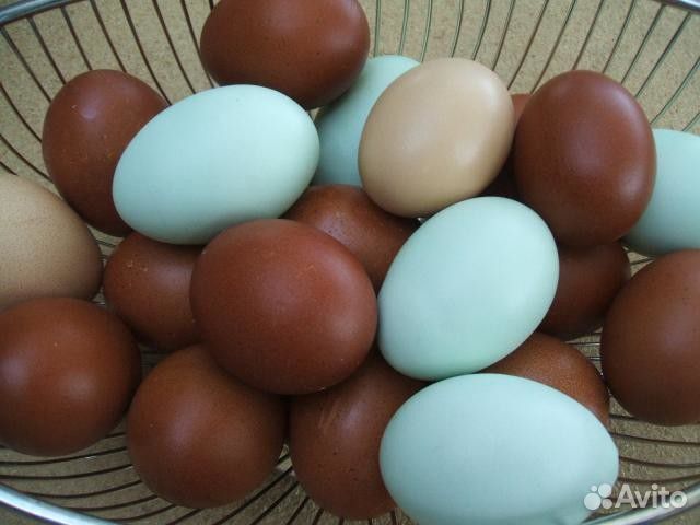 Инкубационное яйцо с доставкой по России купить на Зозу.ру - фотография № 6