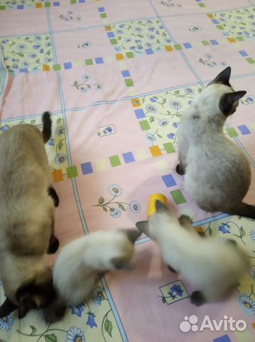 Котята от тайских родителей купить на Зозу.ру - фотография № 3