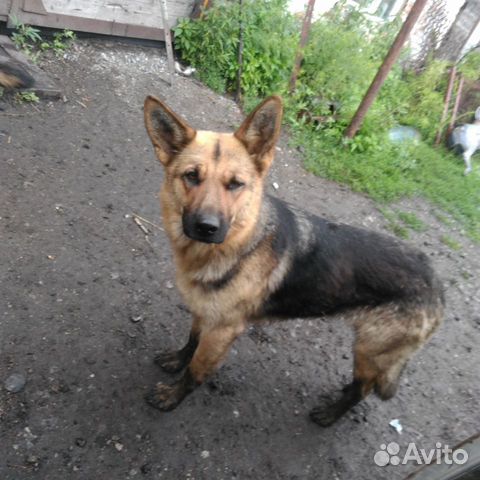 Потерялась собака купить на Зозу.ру - фотография № 1