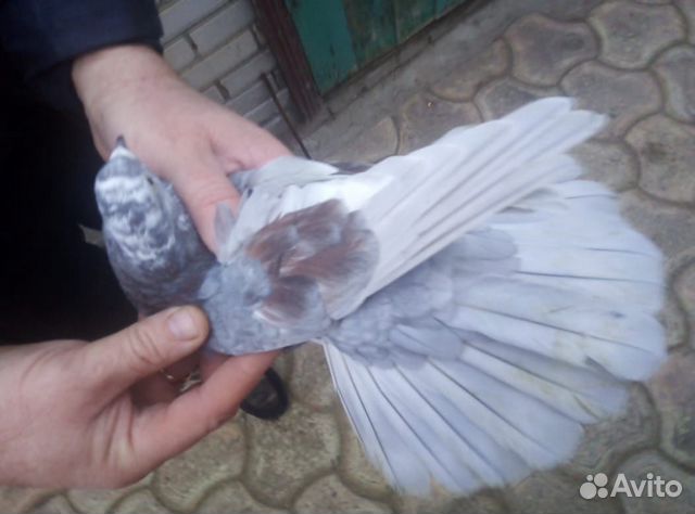Николаевские торцовые голуби купить на Зозу.ру - фотография № 3