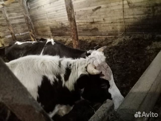 Бык и корова купить на Зозу.ру - фотография № 2