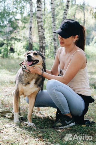 Собака Хани в добрые руки купить на Зозу.ру - фотография № 1