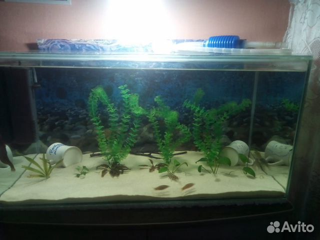 Рыбки, растения купить на Зозу.ру - фотография № 4