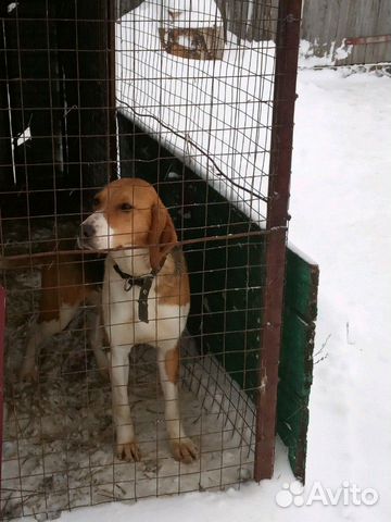 Охотничья собака купить на Зозу.ру - фотография № 2