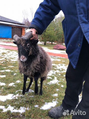 Мини баран, карликовая овца, франзузкая овечка купить на Зозу.ру - фотография № 1