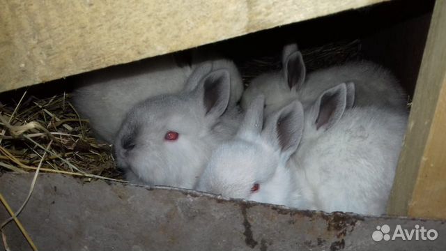 Кролики молодняк купить на Зозу.ру - фотография № 5