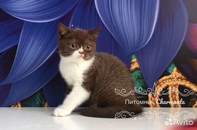 Британские котята биколор купить на Зозу.ру - фотография № 6
