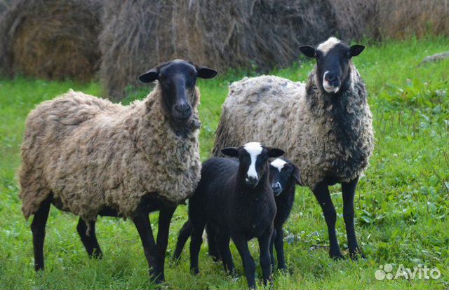 Продам овец, ягнят Романовской породы купить на Зозу.ру - фотография № 1