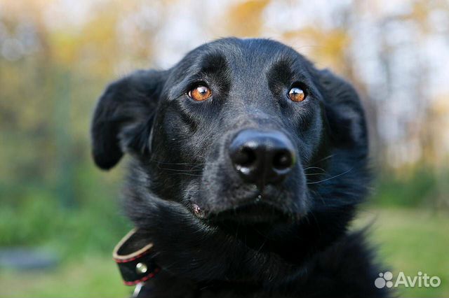 Одинокий приютский пес Арчи хочет найти хозяев купить на Зозу.ру - фотография № 1