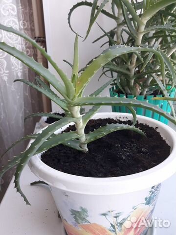 Алоэ лечебный