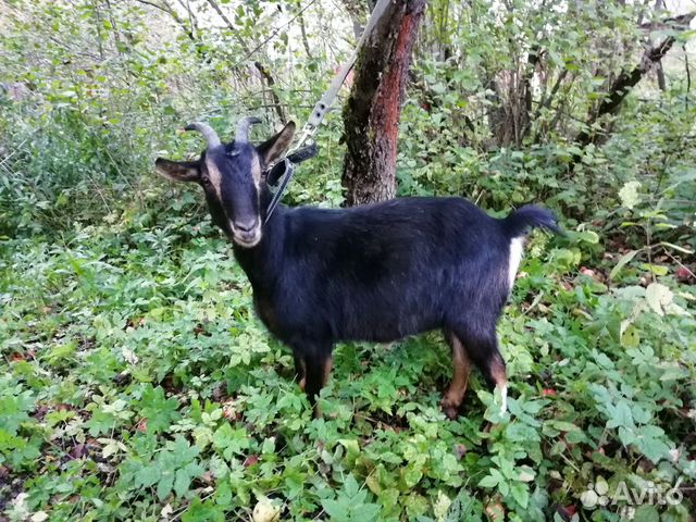 Камерунская коза купить на Зозу.ру - фотография № 1