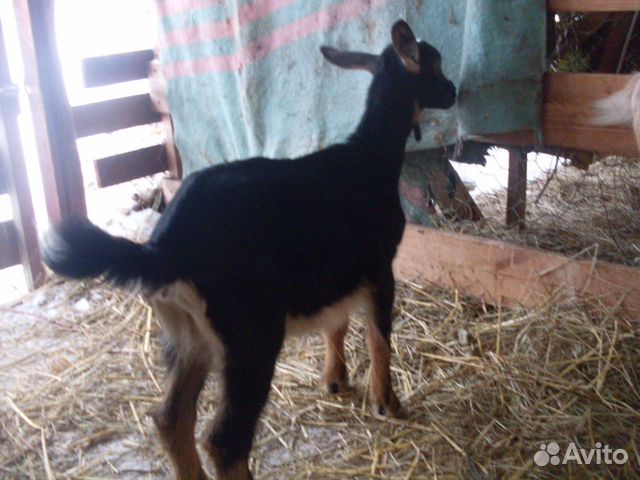 Козочка альпийка, дойные козы купить на Зозу.ру - фотография № 3