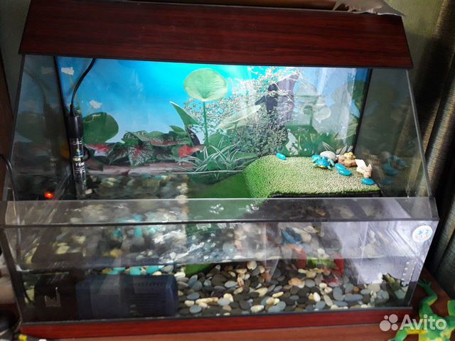Красноухие черепахи в оборудованном террариуме купить на Зозу.ру - фотография № 8