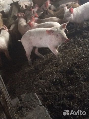 Продам свиней купить на Зозу.ру - фотография № 7