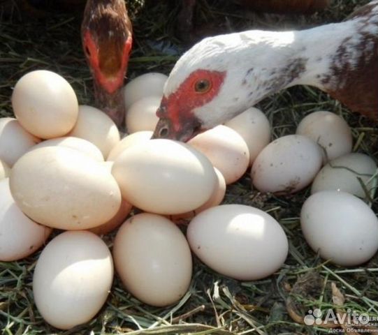 Инкубация Яйцо индоутки, мускусная утка купить на Зозу.ру - фотография № 2