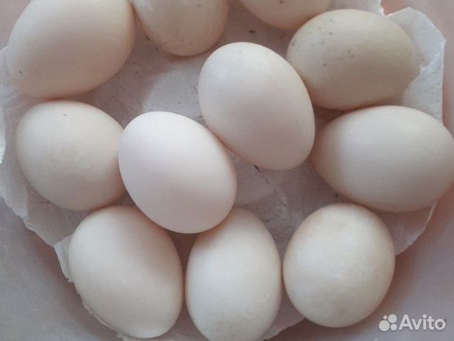 Продам яйцо индоутки под инкубатор купить на Зозу.ру - фотография № 1