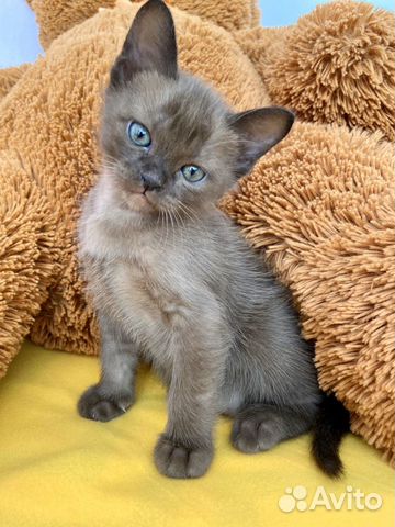 Котик (котёнок) породы «Европейская Бурма»