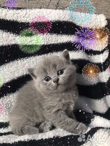 Шотландские котята Шотландские котята
