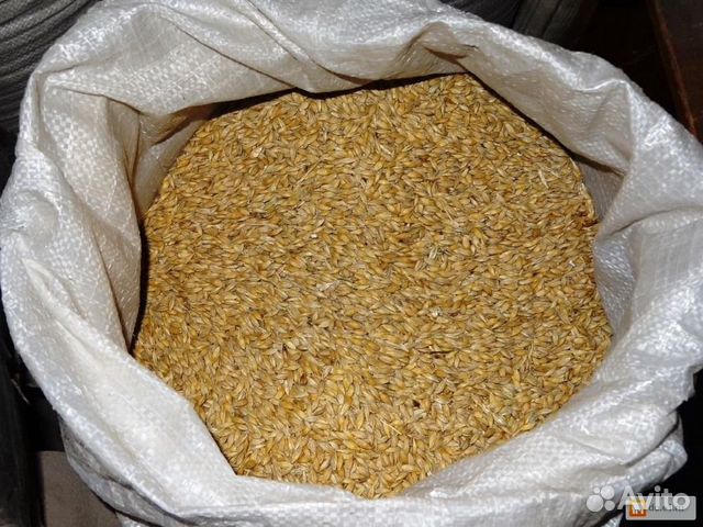 Пшеница в мешках купить на Зозу.ру - фотография № 2