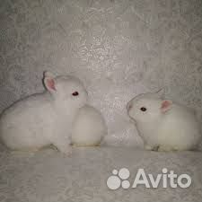 Крольчата карлики купить на Зозу.ру - фотография № 1