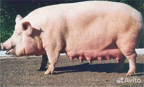 Свиньей хряков свиноматок купить на Зозу.ру - фотография № 1