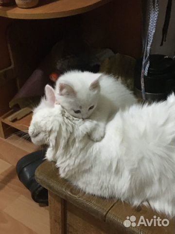 Отдам белого котёнка купить на Зозу.ру - фотография № 6