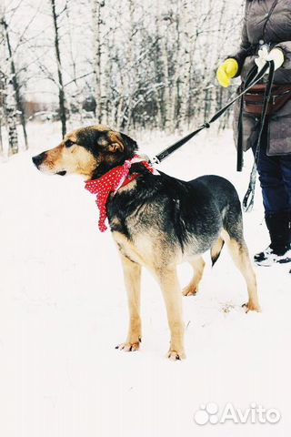 Собака Стенли Брамс в добрые руки бесплатно купить на Зозу.ру - фотография № 2